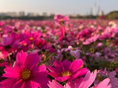 -海珠湖公园