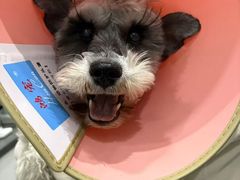 -派特宠物医院(圆融广场店)