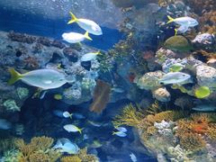 -上海海洋水族馆