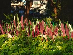 -溪岸路花鸟市场