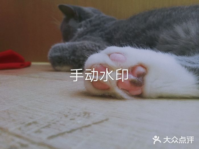 CAT’S MEWSTAR CAFE·喵星球猫屋(晴湾咖啡店)图片