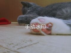 -CAT’S MEWSTAR CAFE·喵星球猫屋(晴湾咖啡店)