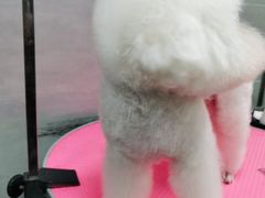 -宠福鑫康馨动物医院·骨科·眼科