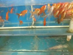 水产区-同发号饭庄(复兴路店)