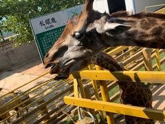 -西霞口神雕山野生动物世界