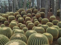 -南山植物园