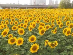 -长白岛森林公园