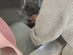 -1013 PET SHOP精品宠物商店(丁香店)