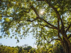 -西双版纳原始森林公园