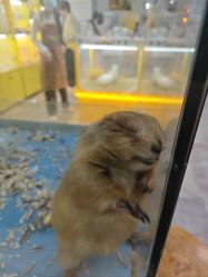 -神奇动物撸宠馆·羊驼·小浣熊·异宠(豫园店)