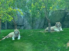 -北京野生动物园