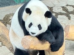 -沈阳森林动物园