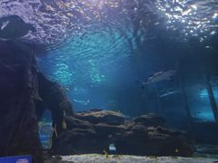 -太平洋海底世界