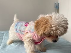 -翊宠yipet猫狗购宠庄园犬舍•猫舍