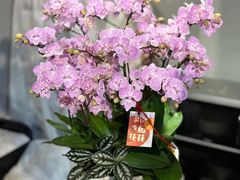 -花邻FloweringLife花艺气球派对(武康大楼店)