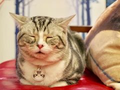 汤圆-咖法森林·咖啡  酒吧(天河店)