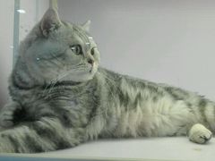 -喵的天空名猫咖啡馆·撸猫·猫舍·用品