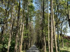 -上海滨江森林公园