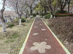 -高东镇樱花园