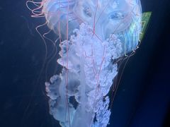-欢乐海岸海洋奇梦馆