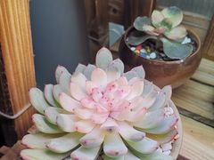 -十二舍·湯物素煮(江泰潤政店)