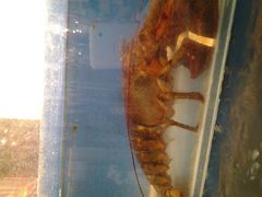 android_upload_pic-小铜锣湾海鲜家常菜馆(河西店)