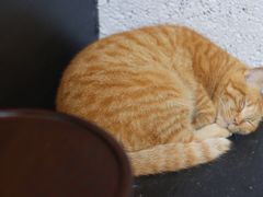 -COTTON CAFE(德信·中外公寓店)