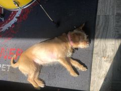 -佳雯宠物医院(四明中路分院)