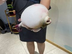 -鲐赏河豚(长寿店)