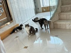 -Catmate·猫肥家润(金润铂宫店)