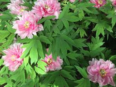 -洛阳市隋唐城遗址植物园