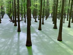 -渌洋湖湿地公园