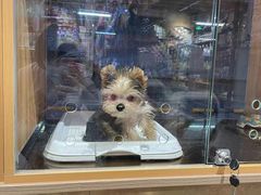 -FAELING PETS美天灵宠物(富力广场店)