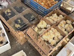 -中环花鸟鱼虫市场