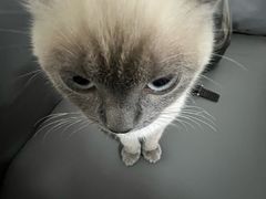 -瑞鹏宠物医院(大运分院)