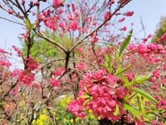 -南汇桃花村