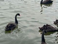 -泉州海丝野生动物世界