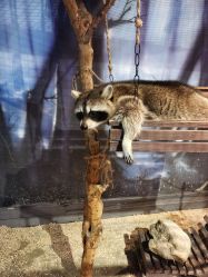 -酷嗒动物文化乐园(cutezoo西溪乐天城店)