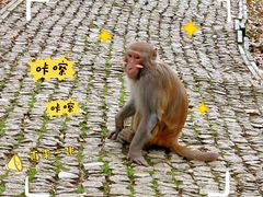 -苏州上方山国家森林公园