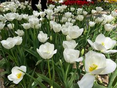 -石家庄市植物园