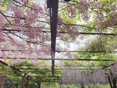 -嘉定紫藤园