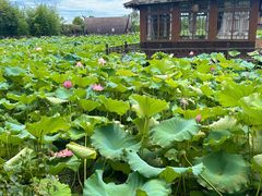 -军山湖云水间生态农业旅游景区