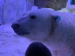 -芜湖新华联大白鲸海洋公园