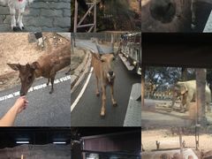 -清迈夜间动物园