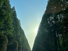 -黄海国家森林公园