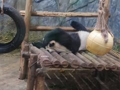 -深圳野生动物园