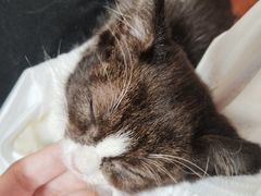 -楼上猫咖(罗湖店)