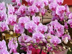 -东川新街市(东川市场店)