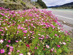 -康定跑马山风景区