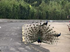 -西霞口神雕山野生动物世界